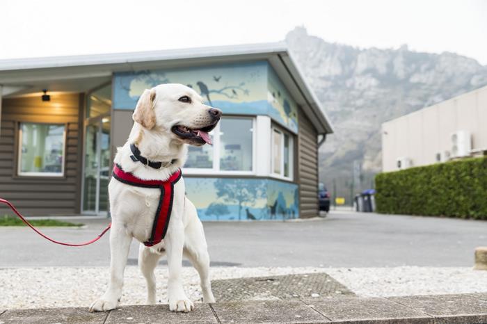 Présentation de Half jeune Labrador